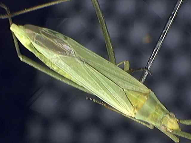 Megaloceraea recticornis